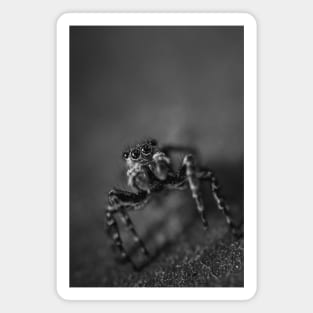 Scurry, Macro Jumping Spider Black and White Photo Magnet